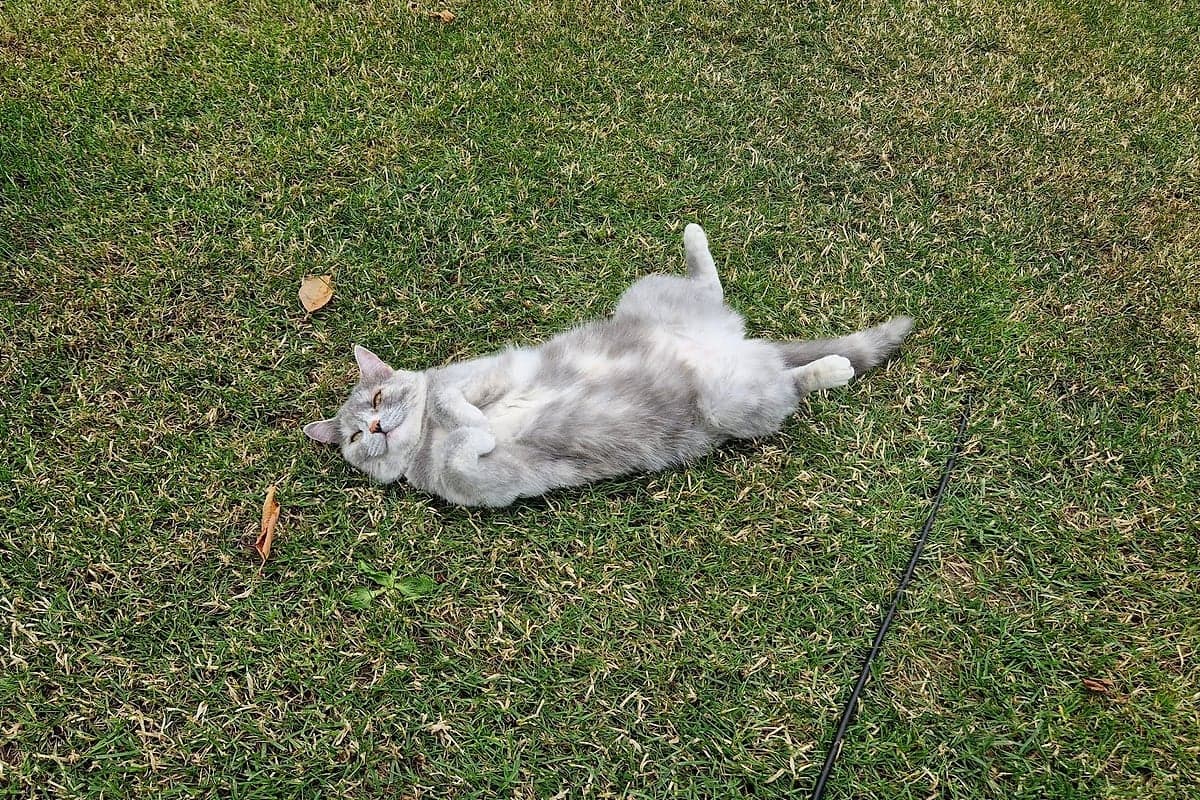 Professzionális kertgondozás a Balaton északi partján